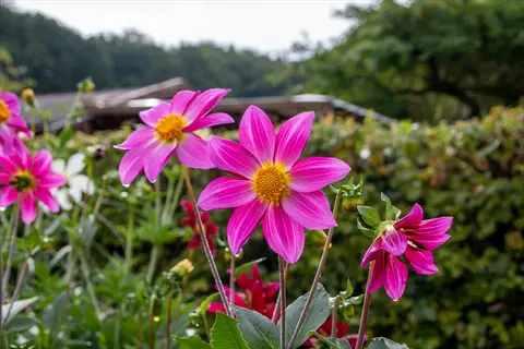 vibrant dahlia flower garden featuring pink blooms with yellow centers and lush green foliage in a residential backyard setting