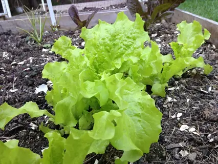 vibrant green garden lettuce growing in a raised garden bed with dark soil