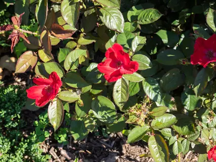 vibrant homerun red rose blooms (wekcisbako) with thorns and lush green foliage in sunlight