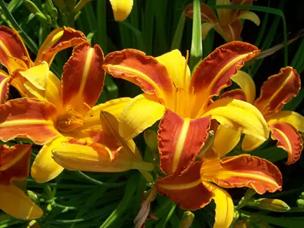 vibrant orange and yellow ruffled daylily flower garden with multiple blooms and lush green foliage in a sunny garden