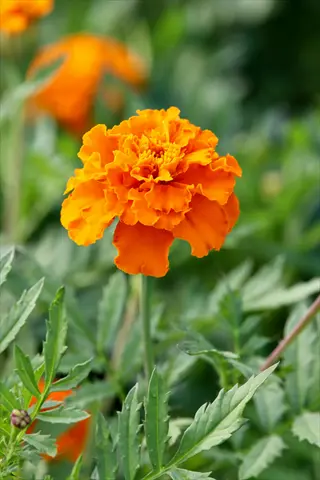 vibrant orange marigold flowers with ruffled petals blooming among green foliage; soft-focus background with additional blooms