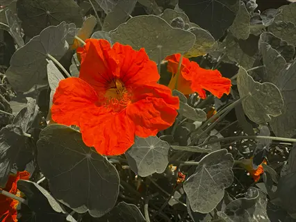 vibrant orange nasturtium flowers with rounded foliage in a garden