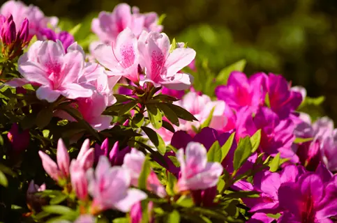 vibrant pink and purple azalea flowers blooming densely with green foliage in sunlit garden