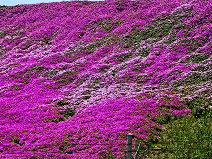 vibrant pink and purple creeping phlox slope in full bloom, covering a sunlit hillside with a metal fence post in the foreground