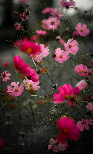 vibrant pink cosmos flowers with yellow centers and delicate stems in soft-focus background; artistic floral close-up