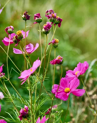 vibrant pink sensation cosmos flowers blooming with green stems and foliage in the background