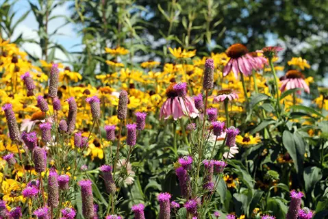 vibrant purple coneflower garden with pink blooms, yellow rudbeckia, and purple prairie clover; lush green foliage under bright blue sky