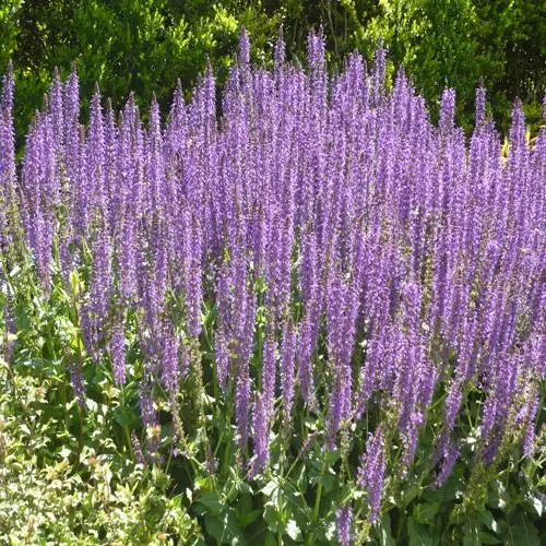 vibrant purple lavender flowers in a deer resistant garden, bathed in sunlight with lush green foliage background