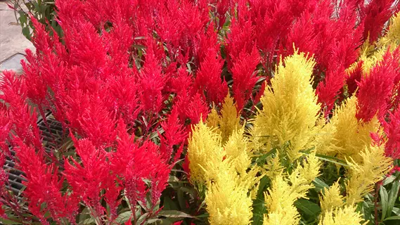 vibrant red and yellow celosia plume flowers in full bloom, creating a colorful garden display
