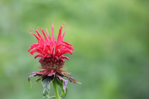 vibrant red bee balm flower (monarda) in full bloom with distinctive spiky petals against soft green background