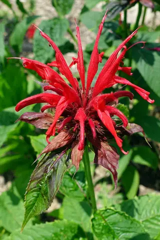 vibrant red bee balm (monarda) flower with elongated tubular petals and green foliage background