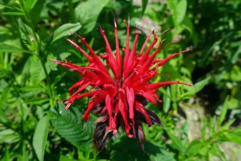 vibrant red bee balm (monarda) flower with extended petals surrounded by lush green foliage