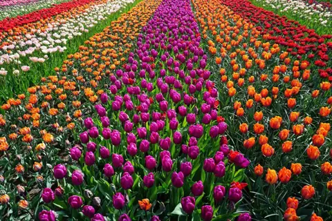 vibrant rows of tulips in a colorful flower garden featuring purple, orange, red, and pink blooms