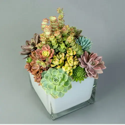 vibrant succulent collection arrangement in a white square pot against a gray background
