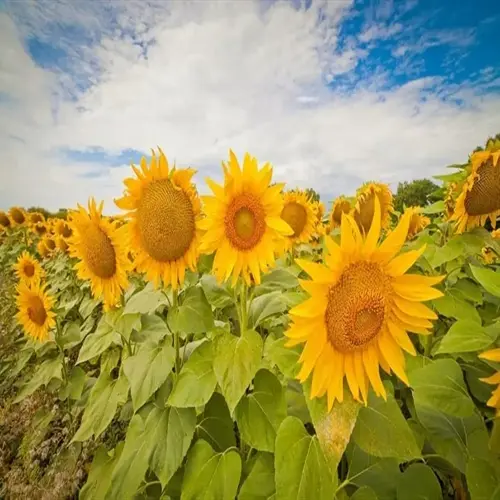 vibrant sunflower garden blooming under a bright blue sky with fluffy white clouds