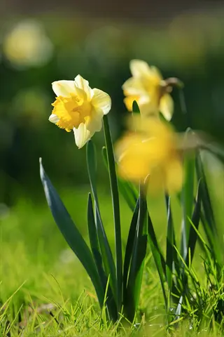 vibrant yellow daffodil flowers with green stems and leaves in a sunlit meadow