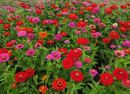 vibrant zinnia flower garden with red, pink, and orange blooms in full bloom