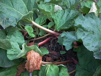 victoria rhubarb stalks with large green leaves and brown wilted foliage growing in a garden