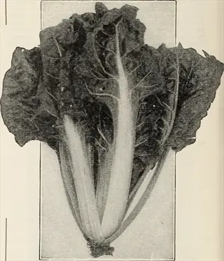vintage botanical illustration of early wonder beet greens showcasing tall top variety with large, dark green leaves and thick white stems