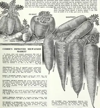 vintage seed catalog page featuring danvers carrots for garden cultivation among other carrot varieties with detailed descriptions