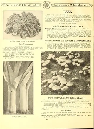 vintage seed catalog page featuring musselburgh or scotch champion leeks with illustration and description