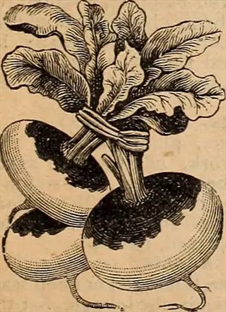 vintage-style illustration of compact rutabaga (joan variety) with leafy tops tied together on aged paper background