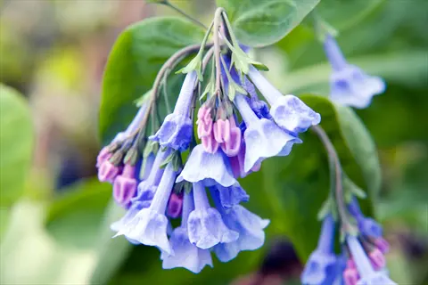 virginia bluebells spring flowers (mertensia) showcasing hanging clusters of blue bell-shaped blooms with pink buds on green stems