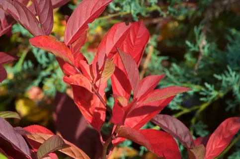 virginia sweetspire fall foliage featuring vibrant red and green leaves with serrated edges, set against evergreen background