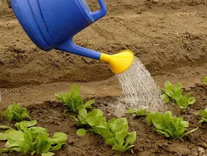 watering garden spinach: blue watering can pours water onto rows of young spinach plants in a cultivated garden bed