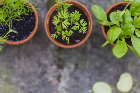 watering herbs garden with terracotta pots of diverse green herbs on a stone surface