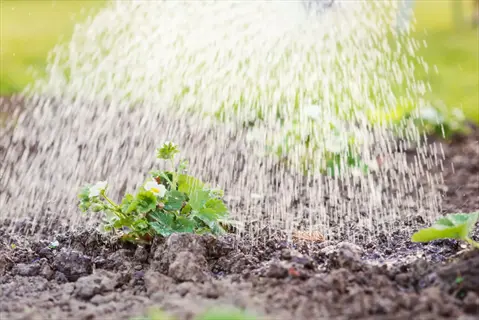 watering young plants in garden soil with gentle spray