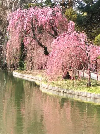 weeping cherry tree flowers: pink cherry blossoms cascading over calm water with reflections, stone border and grassy banks surrounded by evergreen trees
