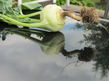 white kohlrabi vegetable (early white vienna) with roots and reflection on a surface