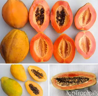 whole and halved ripe papayas, showcasing harvesting at peak ripeness
