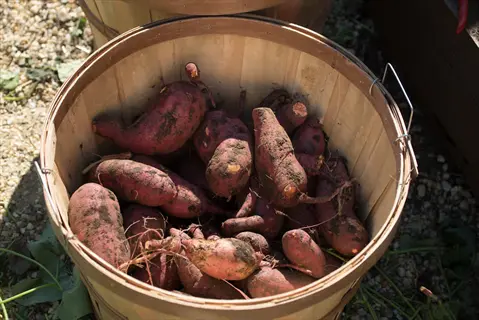 wicker basket filled with freshly harvested beauregard sweet potatoes - beauregard sweet potato harvest