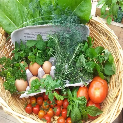 wicker basket with fresh garden vegetables harvest: eggs, tomatoes, and assorted herbs including basil, mint, and rosemary