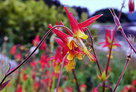 wild columbine flowers with red petals and yellow centers blooming in a natural outdoor setting