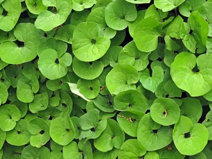 wild ginger ground cover (asarum canadense) with heart-shaped green leaves