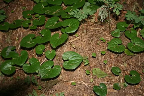 wild ginger groundcover leaves featuring heart-shaped, glossy green foliage spread across a forest floor with dried leaves and twigs