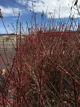 winter red osier dogwood shrub with vibrant red stems, no leaves, in a parking lot under a partly cloudy sky