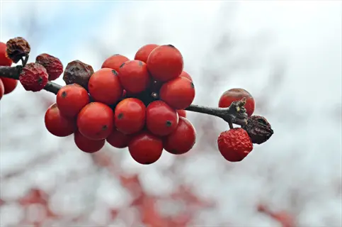 winterberry holly berries cluster on a branch with some dried fruits, against a blurred natural background