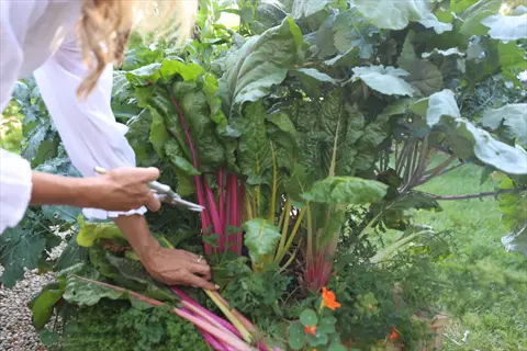 woman pruning leafy vegetable plants (chard) in a garden, demonstrating pruning vegetable plant tips techniques like pinching growing tips at 12 inches
