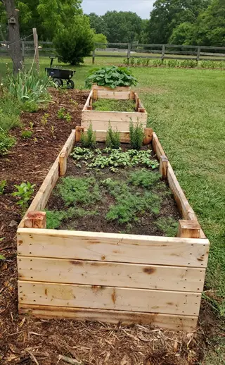 wooden no-till garden beds with young plants in a backyard, surrounded by mulch and grass