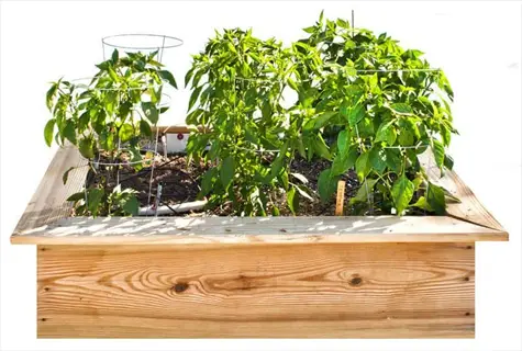wooden raised garden bed with pepper plants and supports, part of a pepper basil garden setup