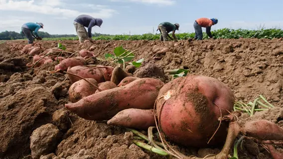 workers harvesting covington sweet potato crop in a sunny field - covington sweet potato crop