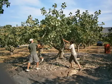 workers harvesting pistachio nuts from trees using poles in an orchard during hull split, with nuts scattered on ground and mountains in background