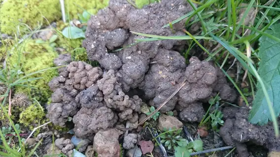 worm castings organic fertilizer clumps in a natural garden setting with moss, grass, and small rocks