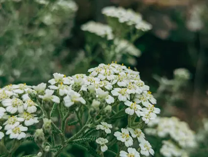 yarrow flowers blooming: clusters of tiny white blooms with yellow centers on feathery green foliage in soft-focus garden (yarrow)