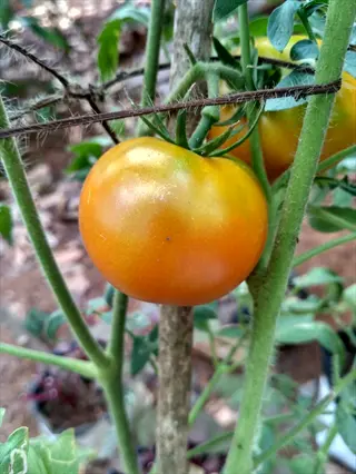 yellow tomato plant (yellow canary variety) with a ripe fruit hanging on the vine in a garden setting