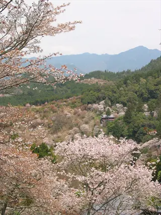 yoshino cherry blossoms: pink and white blooming cherry trees on mountain slopes among green evergreen forests under overcast sky